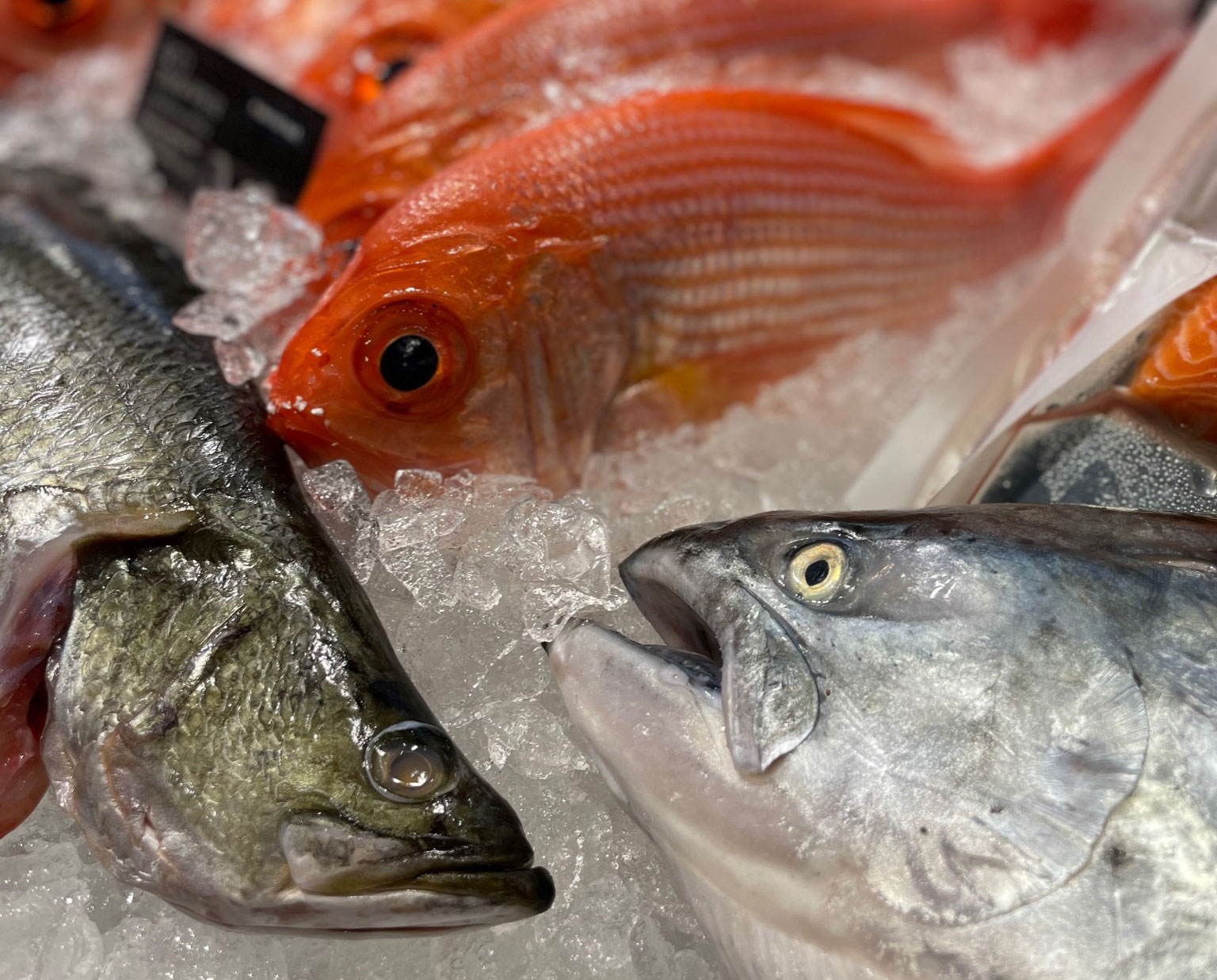 Fische auf Eis