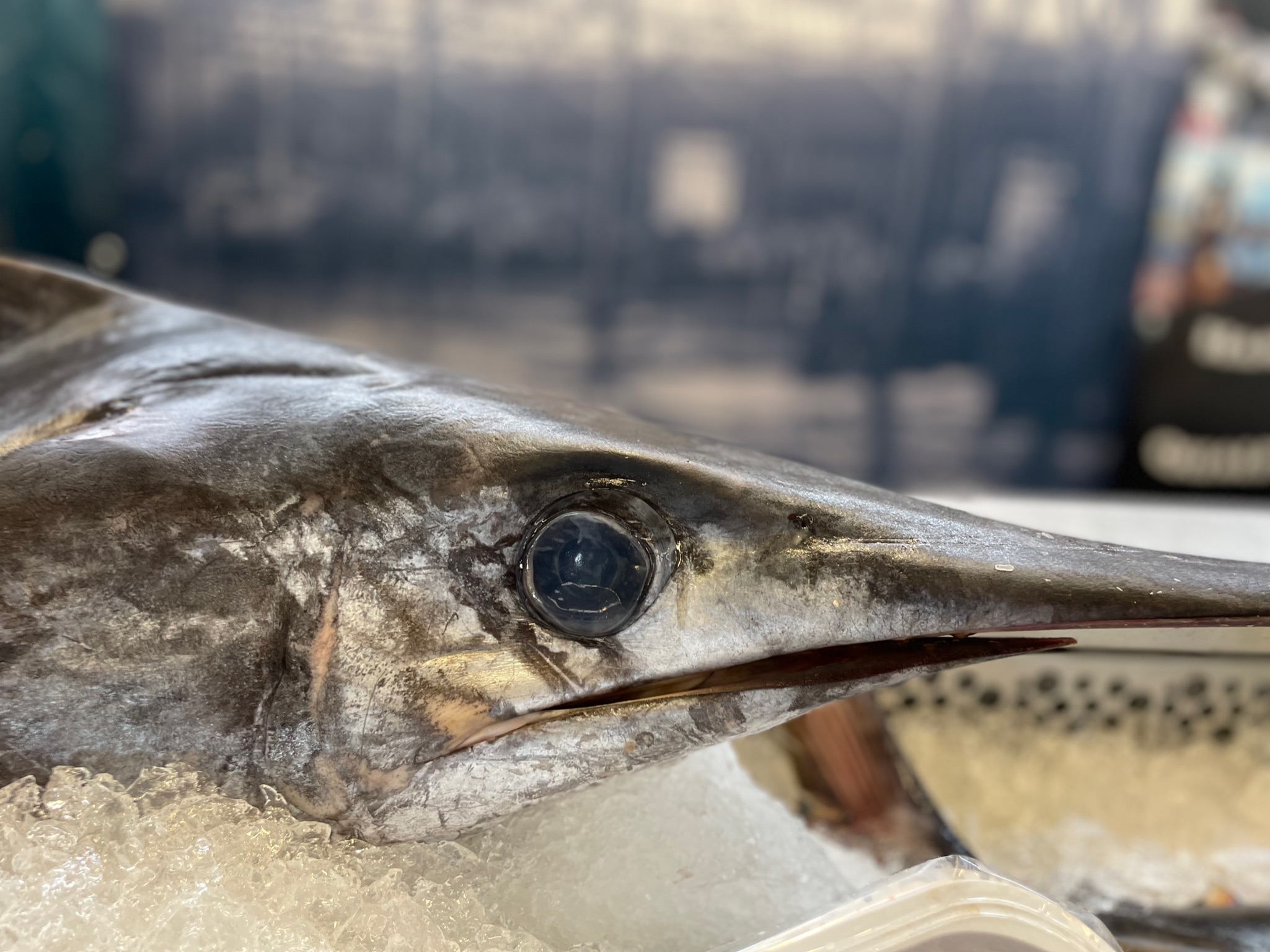 Schwertfisch